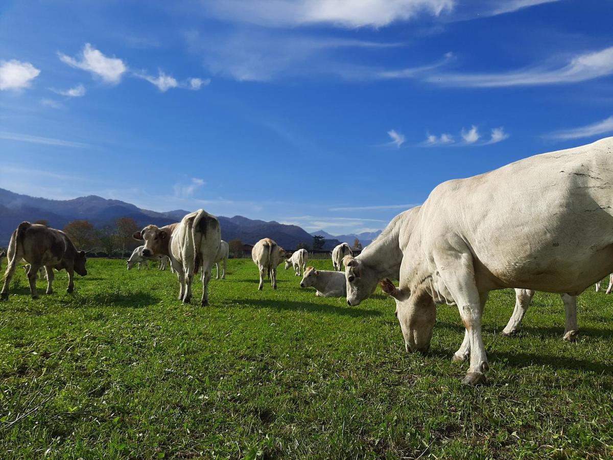 Agriturismo Fior Di Campo Dronero Eksteriør billede