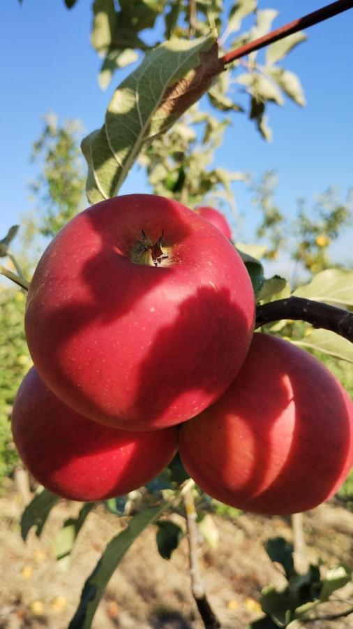 Agriturismo Fior Di Campo Dronero Eksteriør billede
