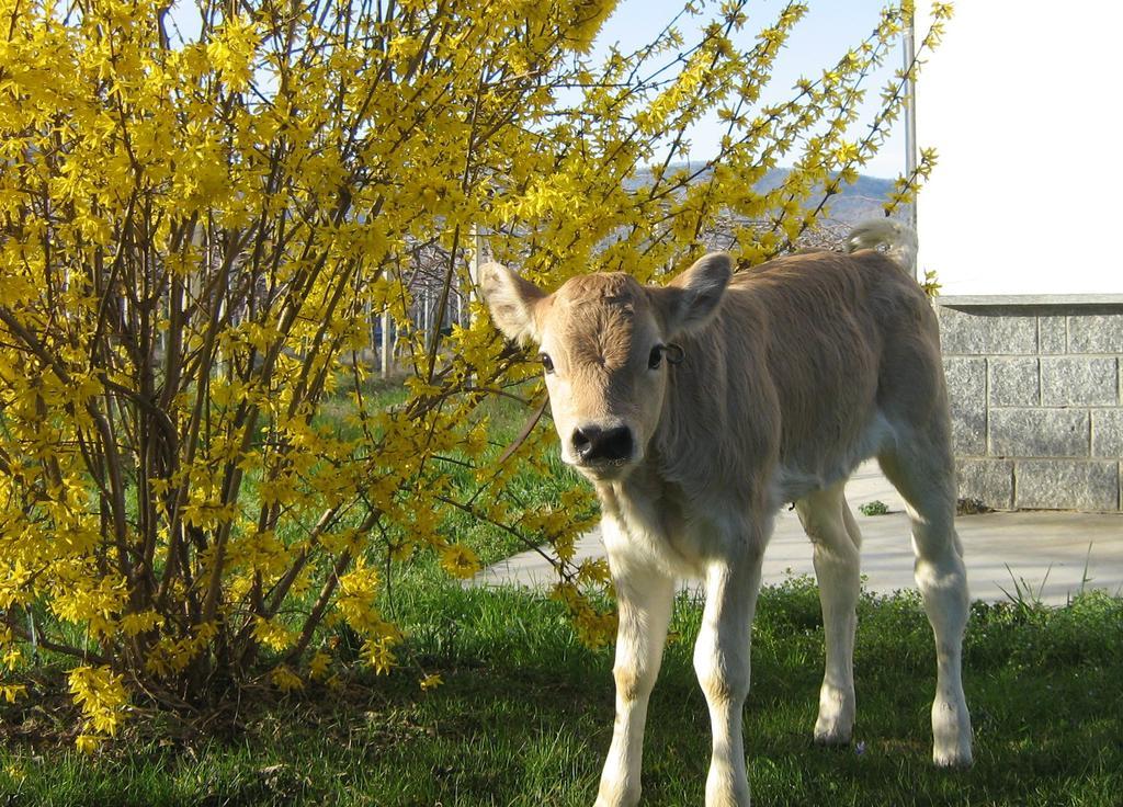 Agriturismo Fior Di Campo Dronero Eksteriør billede