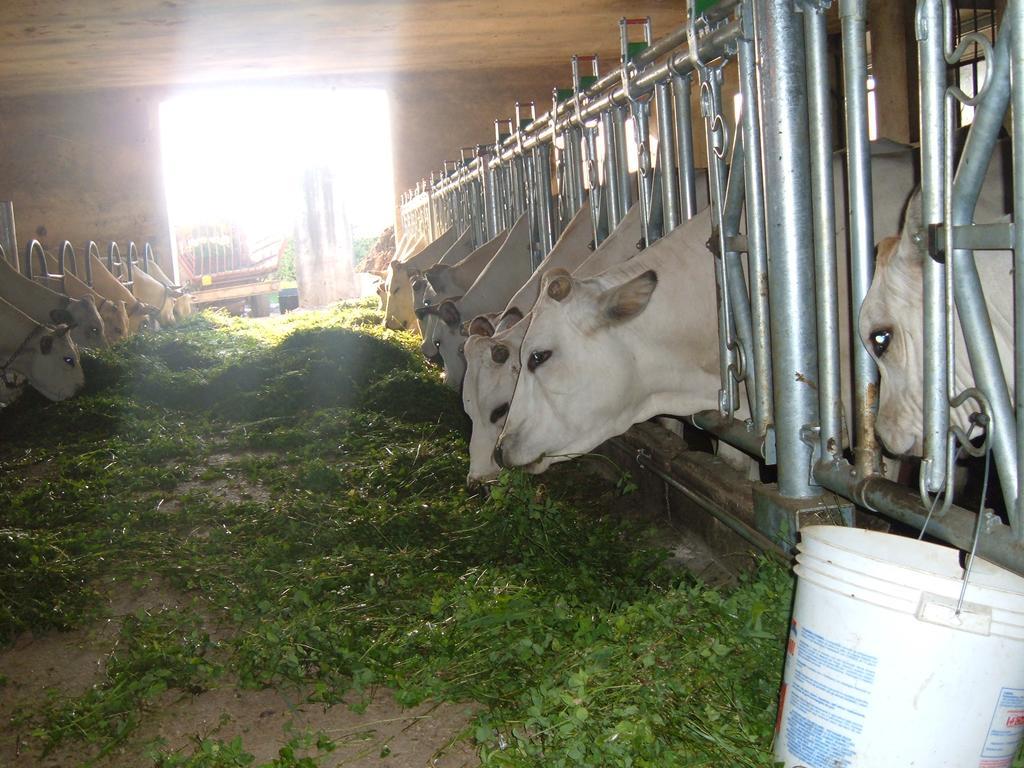 Agriturismo Fior Di Campo Dronero Eksteriør billede