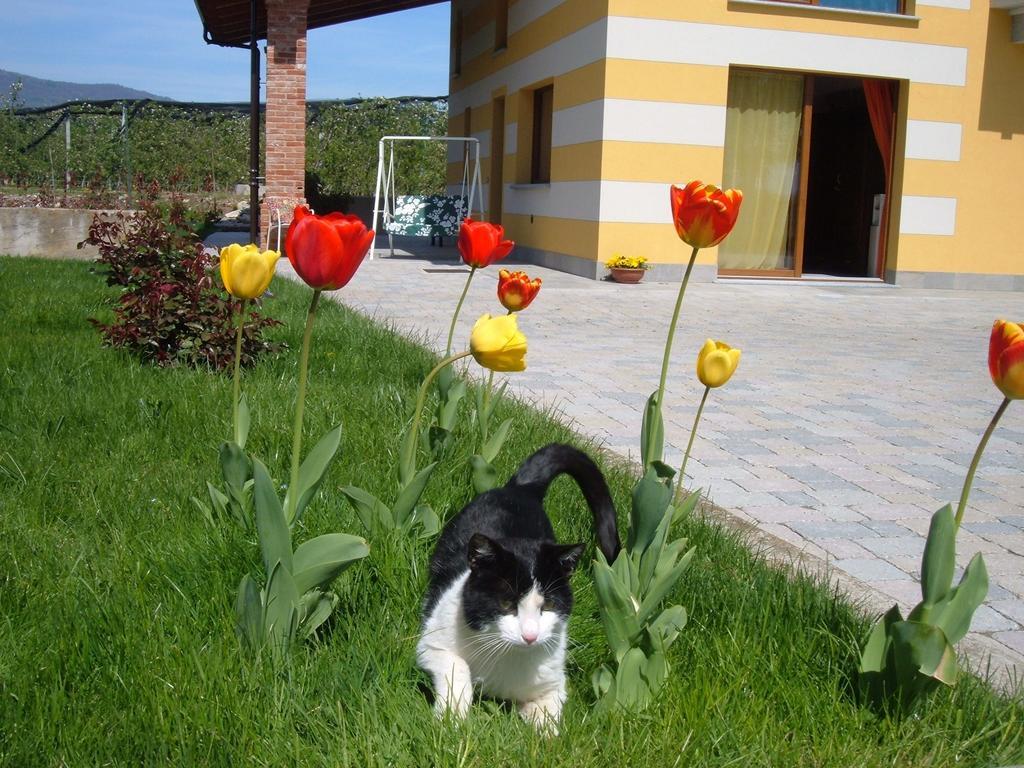 Agriturismo Fior Di Campo Dronero Eksteriør billede